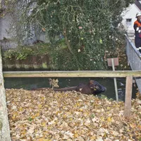 stier_in_muehlbach_am_061115_4_20151113_1767312887.jpg