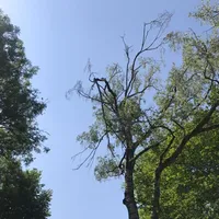 ast_droht_auf_schulweg_zu_stuerzen_3_20170616_1945212407.jpg
